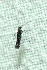<i>Parectopa ononidis</i>