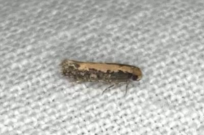 <i>Monopis crocicapitella</i>