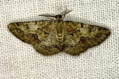 <i>Cleorodes lichenaria</i>