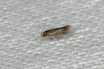 <i>Stigmella</i>