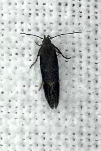<i>Aproaerema anthyllidella</i>