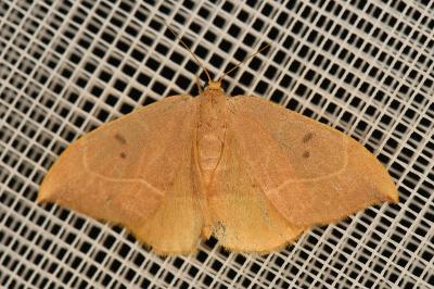 <i>Watsonalla binaria</i>