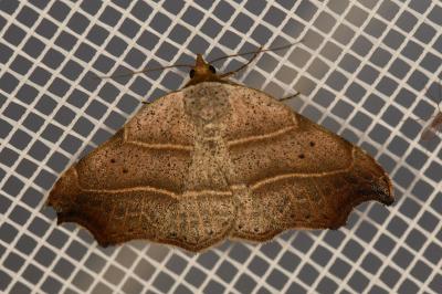 <i>Laspeyria flexula</i>
