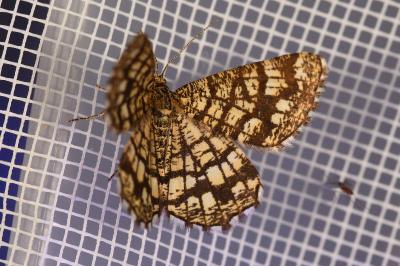 <i>Chiasmia clathrata</i>