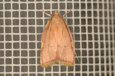 <i>Carcina quercana</i>