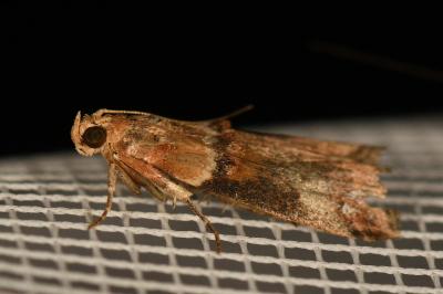 <i>Acrobasis tumidana</i>