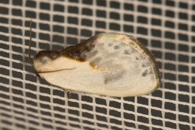 <i>Cilix glaucata</i>