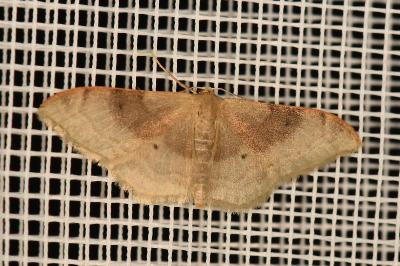 <i>Idaea degeneraria</i>