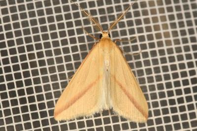 <i>Rhodometra sacraria</i>