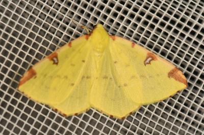 <i>Opisthograptis luteolata</i>