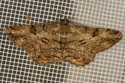 <i>Peribatodes rhomboidaria</i>