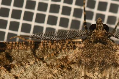 <i>Peribatodes rhomboidaria</i>