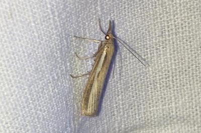 <i>Agriphila tristella</i>