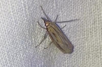 <i>Agriphila tristella</i>