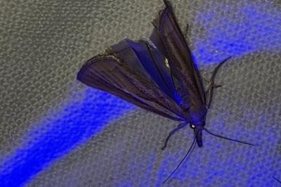 <i>Agriphila tristella</i>