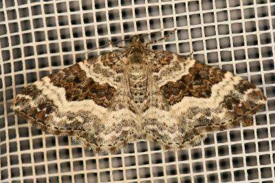 <i>Epirrhoe alternata</i>