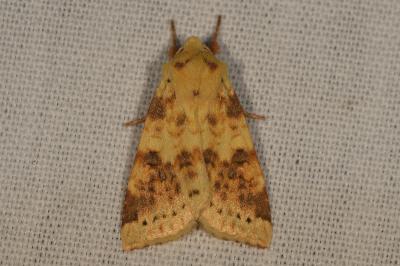 <i>Cirrhia icteritia</i>