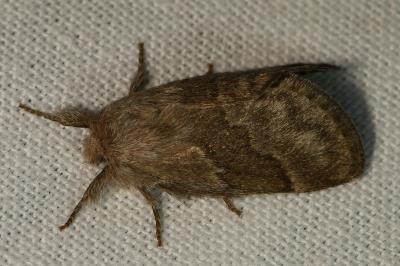 Trichiura crataegi