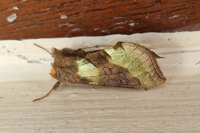 <i>Diachrysia chrysitis</i>