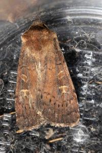 <i>Xestia xanthographa</i>