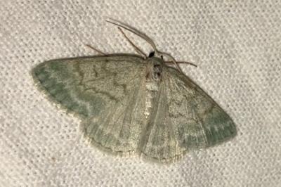 <i>Pseudoterpna pruinata</i>