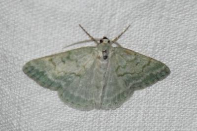 <i>Pseudoterpna pruinata</i>