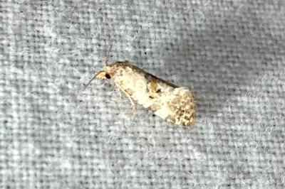 <i>Cochylis hybridella</i>