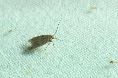<i>Hofmannophila pseudospretella</i>