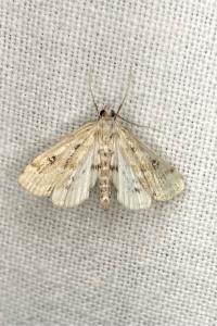 <i>Parapoynx stratiotata</i>