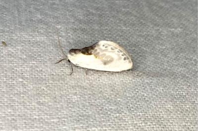 <i>Cilix glaucata</i>