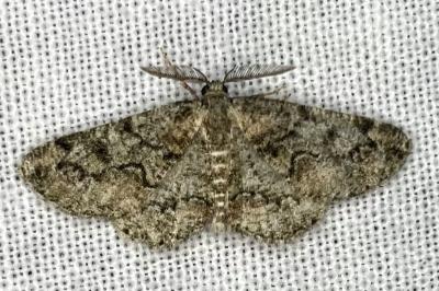 <i>Cleorodes lichenaria</i>