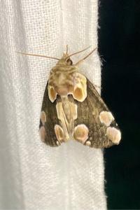 <i>Thyatira batis</i>