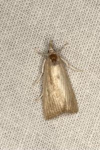 <i>Chilo phragmitellus</i>