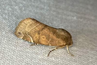 <i>Cosmia affinis</i>