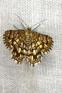<i>Chiasmia clathrata</i>