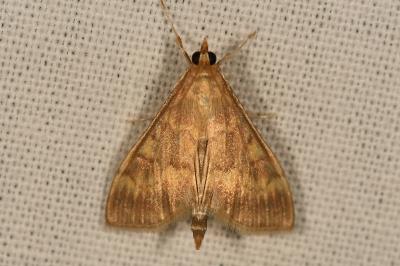 <i>Ostrinia nubilalis</i>