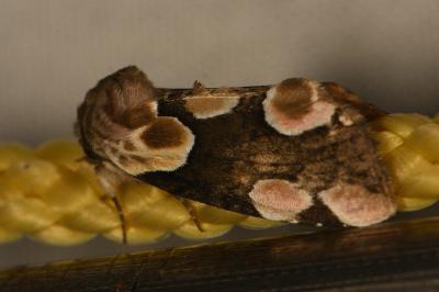 <i>Thyatira batis</i>