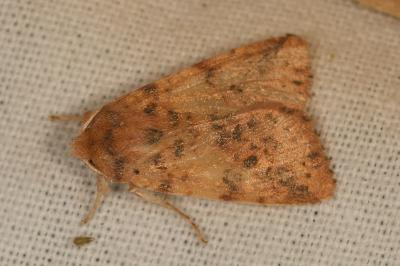 Cirrhia gilvago