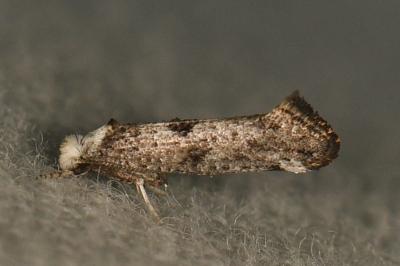 <i>Paraswammerdamia albicapitella</i>