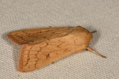 <i>Mythimna vitellina</i>