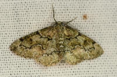 <i>Cleorodes lichenaria</i>