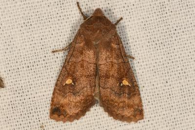 <i>Eupsilia transversa</i>