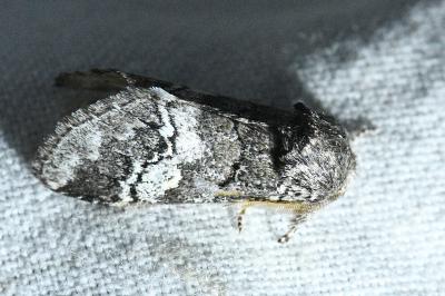 <i>Drymonia querna</i>