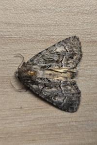 <i>Thalpophila matura</i>