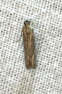 <i>Phycitodes</i>