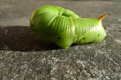Agrius convolvuli