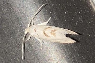 <i>Niphonympha dealbatella</i>
