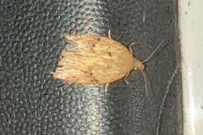 <i>Acleris ferrugana/notana</i>