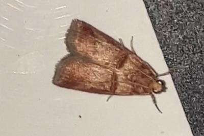 <i>Acrobasis tumidana</i>