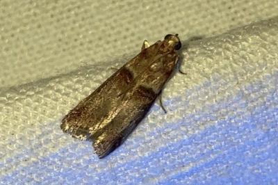 <i>Acrobasis tumidana</i>